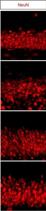 Mouse IgG (H+L) Highly Cross-Adsorbed Secondary Antibody in Immunohistochemistry - Free Floating (IHC (Free))
