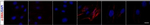Mouse IgG (H+L) Highly Cross-Adsorbed Secondary Antibody in Immunocytochemistry (ICC/IF)