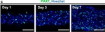 Rabbit IgG (H+L) Highly Cross-Adsorbed Secondary Antibody in Immunocytochemistry (ICC/IF)