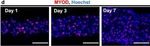 Mouse IgG (H+L) Highly Cross-Adsorbed Secondary Antibody in Immunocytochemistry (ICC/IF)