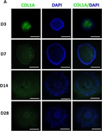 Mouse IgG (H+L) Highly Cross-Adsorbed Secondary Antibody in Immunohistochemistry (IHC)