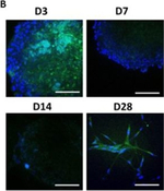 Mouse IgG (H+L) Highly Cross-Adsorbed Secondary Antibody in Immunohistochemistry (IHC)