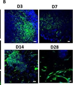 Mouse IgG (H+L) Highly Cross-Adsorbed Secondary Antibody in Immunohistochemistry (IHC)