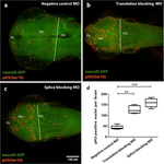 Goat IgG (H+L) Cross-Adsorbed Secondary Antibody in Immunohistochemistry (IHC)