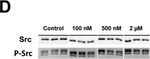 Rabbit IgG (H+L) Highly Cross-Adsorbed Secondary Antibody in Western Blot (WB)