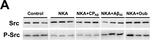Rabbit IgG (H+L) Highly Cross-Adsorbed Secondary Antibody in Western Blot (WB)