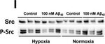 Rabbit IgG (H+L) Highly Cross-Adsorbed Secondary Antibody in Western Blot (WB)