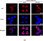 Rabbit IgG (H+L) Cross-Adsorbed Secondary Antibody in Immunocytochemistry (ICC/IF)