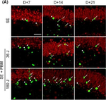 Mouse IgG (H+L) Cross-Adsorbed Secondary Antibody in Immunocytochemistry (ICC/IF)