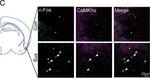 Rabbit IgG (H+L) Highly Cross-Adsorbed Secondary Antibody in Immunocytochemistry (ICC/IF)