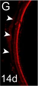 Rabbit IgG (H+L) Highly Cross-Adsorbed Secondary Antibody in Immunohistochemistry (Frozen) (IHC (F))