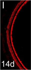 Rabbit IgG (H+L) Highly Cross-Adsorbed Secondary Antibody in Immunohistochemistry (Frozen) (IHC (F))