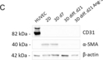 Rabbit IgG (H+L) Secondary Antibody in Western Blot (WB)