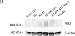 Mouse IgG1 Cross-Adsorbed Secondary Antibody in Western Blot (WB)