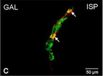 Rabbit IgG (H+L) Cross-Adsorbed Secondary Antibody in Immunocytochemistry (ICC/IF)