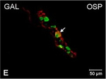 Rabbit IgG (H+L) Cross-Adsorbed Secondary Antibody in Immunocytochemistry (ICC/IF)