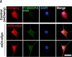 Mouse IgG (H+L) Cross-Adsorbed Secondary Antibody in Immunocytochemistry (ICC/IF)