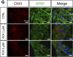 Mouse IgG (H+L) Cross-Adsorbed Secondary Antibody in Immunocytochemistry (ICC/IF)