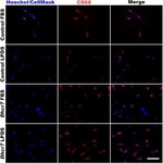 Mouse IgG (H+L) Highly Cross-Adsorbed Secondary Antibody in Immunocytochemistry (ICC/IF)