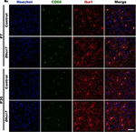 Rabbit IgG (H+L) Highly Cross-Adsorbed Secondary Antibody in Immunocytochemistry (ICC/IF)