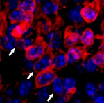 Goat IgG (H+L) Cross-Adsorbed Secondary Antibody in Immunohistochemistry (Frozen) (IHC (F))