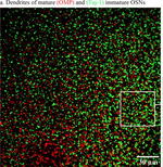 Goat IgG (H+L) Cross-Adsorbed Secondary Antibody in Immunohistochemistry (Frozen) (IHC (F))