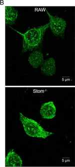 Goat IgG (H+L) Cross-Adsorbed Secondary Antibody in Immunocytochemistry (ICC/IF)