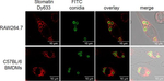 Rabbit IgG (H+L) Secondary Antibody in Immunocytochemistry (ICC/IF)