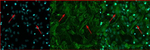 Chicken IgY (H+L) Secondary Antibody in Immunocytochemistry (ICC/IF)