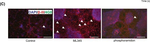 Mouse IgG (H+L) Highly Cross-Adsorbed Secondary Antibody in Immunocytochemistry (ICC/IF)