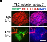 Mouse IgG (H+L) Highly Cross-Adsorbed Secondary Antibody in Immunocytochemistry (ICC/IF)