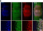 Mouse IgG2b Cross-Adsorbed Secondary Antibody in Immunocytochemistry (ICC/IF)