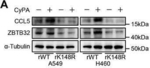 Rabbit IgG (H+L) Secondary Antibody in Western Blot (WB)