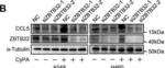 Rabbit IgG (H+L) Secondary Antibody in Western Blot (WB)