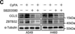 Rabbit IgG (H+L) Secondary Antibody in Western Blot (WB)