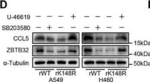 Rabbit IgG (H+L) Secondary Antibody in Western Blot (WB)