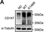 Mouse IgG (H+L) Secondary Antibody in Western Blot (WB)