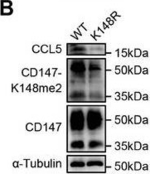 Rabbit IgG (H+L) Secondary Antibody in Western Blot (WB)