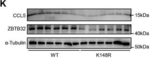 Rabbit IgG (H+L) Secondary Antibody in Western Blot (WB)