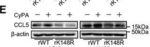 Rabbit IgG (H+L) Secondary Antibody in Western Blot (WB)