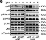 Rabbit IgG (H+L) Secondary Antibody in Western Blot (WB)