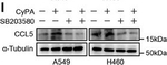Rabbit IgG (H+L) Secondary Antibody in Western Blot (WB)