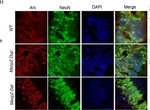 Rabbit IgG (H+L) Highly Cross-Adsorbed Secondary Antibody in Immunohistochemistry (Frozen) (IHC (F))