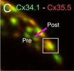 Rabbit IgG (H+L) Cross-Adsorbed Secondary Antibody in Immunocytochemistry (ICC/IF)