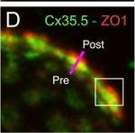 Rabbit IgG (H+L) Cross-Adsorbed Secondary Antibody in Immunocytochemistry (ICC/IF)