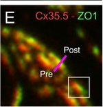 Rabbit IgG (H+L) Cross-Adsorbed Secondary Antibody in Immunocytochemistry (ICC/IF)