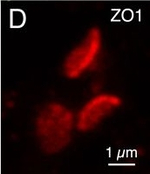 Mouse IgG (H+L) Highly Cross-Adsorbed Secondary Antibody in Immunocytochemistry (ICC/IF)