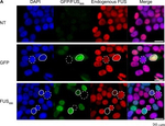 Rabbit IgG (H+L) Cross-Adsorbed Secondary Antibody in Immunocytochemistry (ICC/IF)