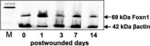 Mouse IgG (H+L) Highly Cross-Adsorbed Secondary Antibody in Western Blot (WB)