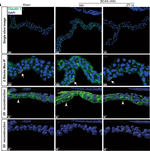 Rabbit IgG (H+L) Cross-Adsorbed Secondary Antibody in Immunocytochemistry (ICC/IF)